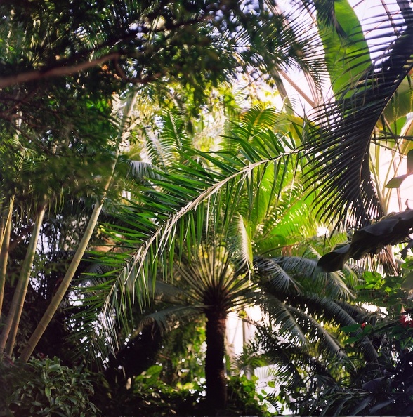 Krohn Conservatory 3.jpg